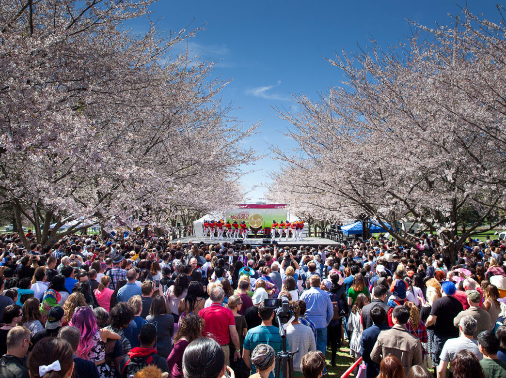 Top Places to View Cherry Blossoms at Peak Bloom in Philadelphia in